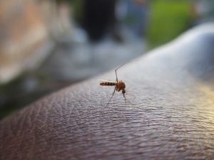 Szúnyogriasztás otthoni megoldással