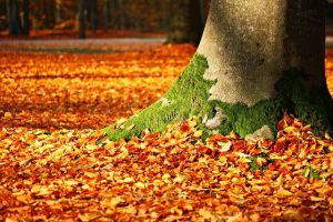 Az őszi erdő adja